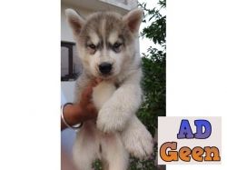 used Siberian Husky Male Available for sale 